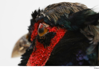 Pheasant  2 eye 0001.jpg